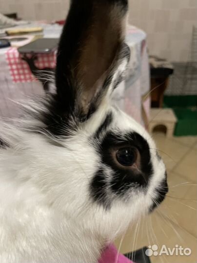 Кролик вязка