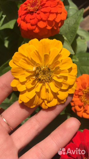 Рассада петунии,и не только