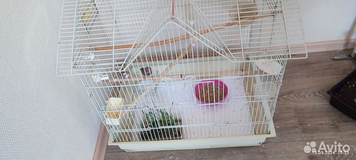 Зебровые амадины