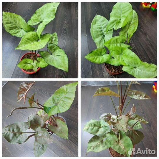 Сингониумы сортовые