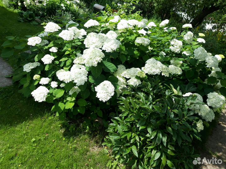 Гортензия отростки