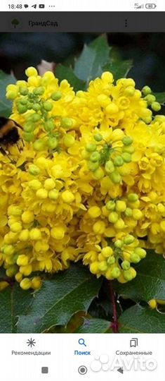 Магония Падуболистная