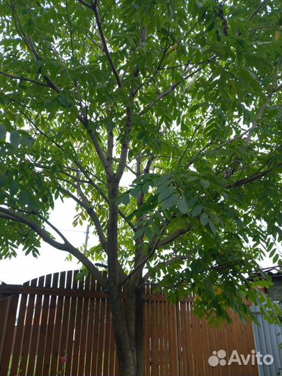 Маньчжурский орех