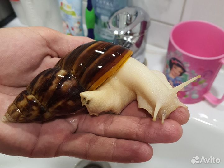 Улитки ахатины маленькие