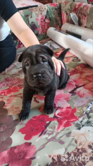 Щенки шарпея