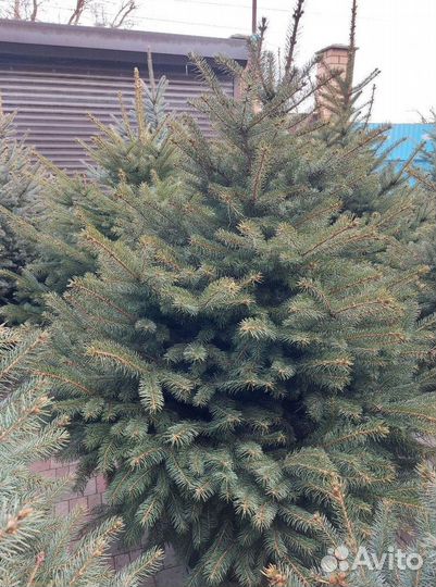 Ель 1.2м
