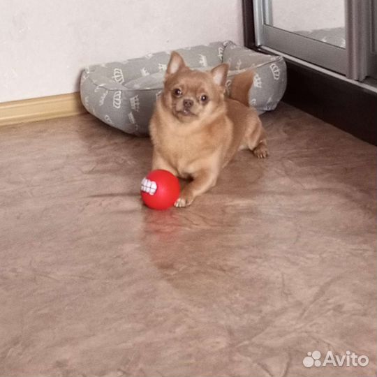 Вязка кобель чихуахуа