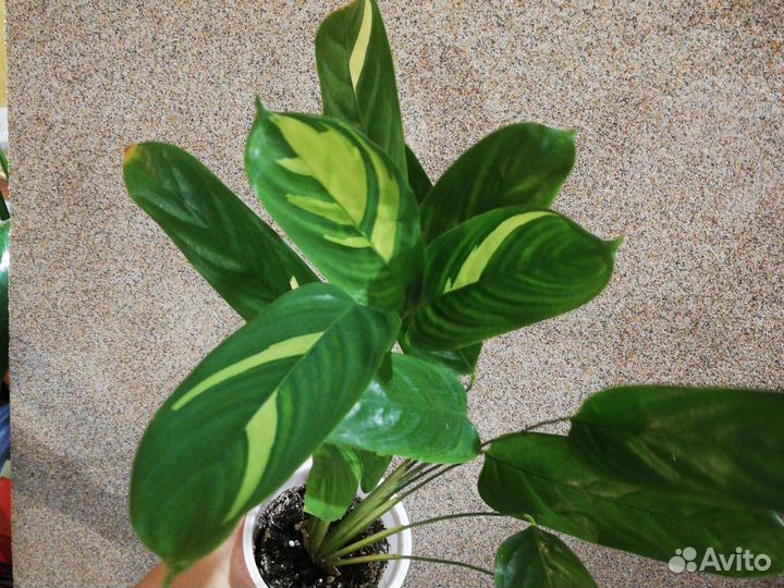 Ктенанта Лубберса