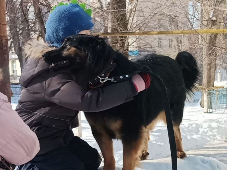 Ищем новых хозяев для прекрасной девочки Альмы