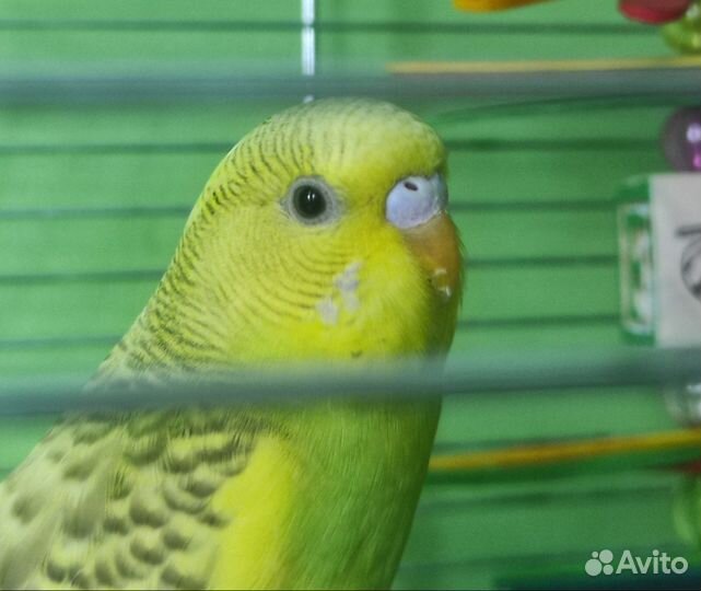 Волнистый попугай с клеткой