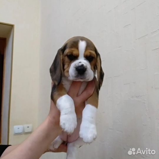 Продаютя щенки породы бигль
