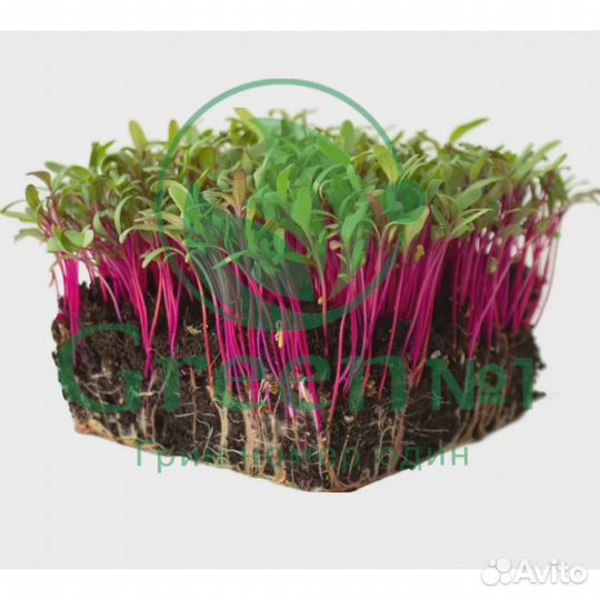 Качественная микрозелень