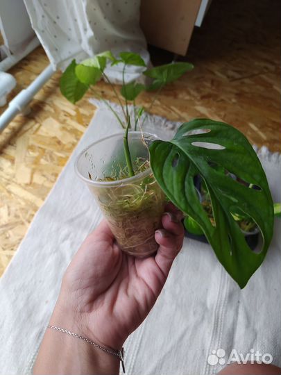 Сциндапсус, филодендрон, монстера манки лиф