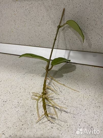 Хойя мясистая