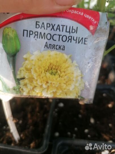 Бархатцы (Тагетес)