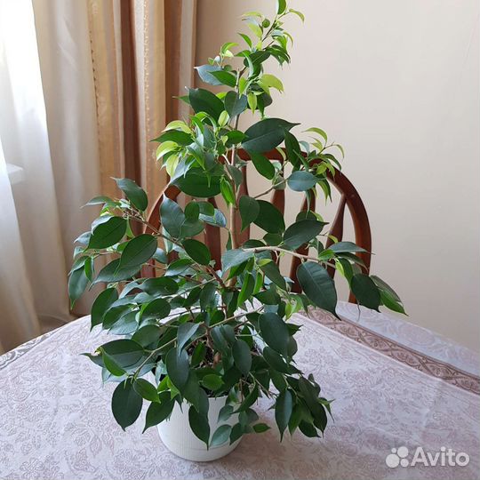 Фикус Бенджамина Наташа