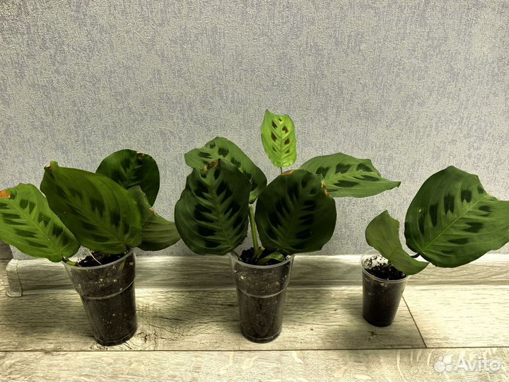 Маранта Керховена