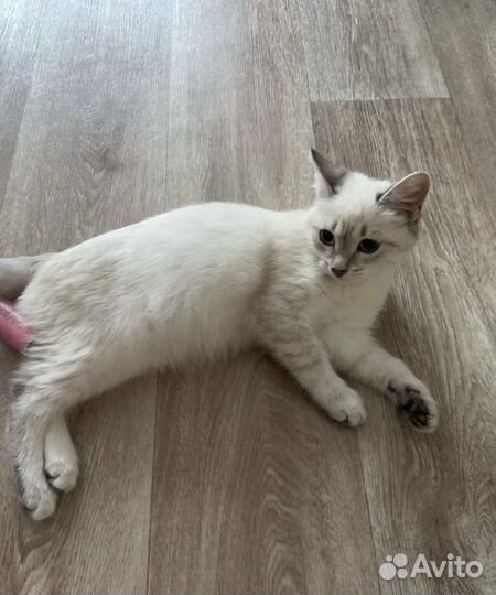 Отдам кошечку