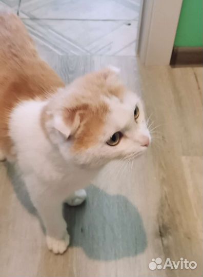 Молодой котик Соренто