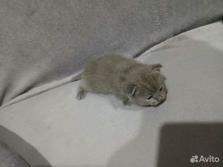 Котёнок девочка от британской кошечки