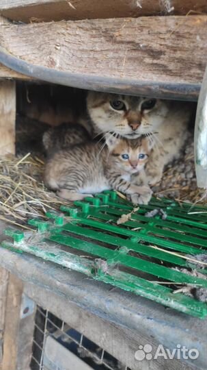 Крысоловы котята