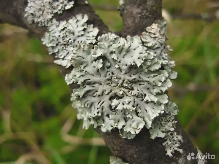 Лишайник корм для улиток