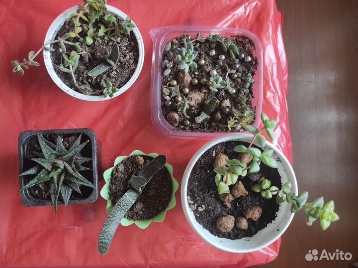 Суккуленты