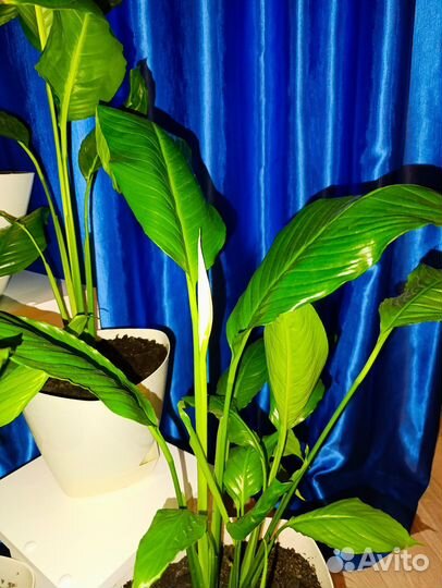 Спатифиллум