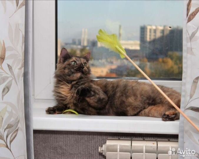 Платная передержка кошек