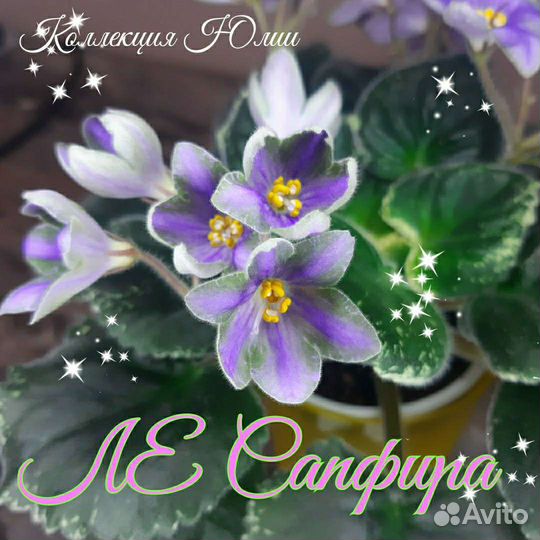 Детки фиалок