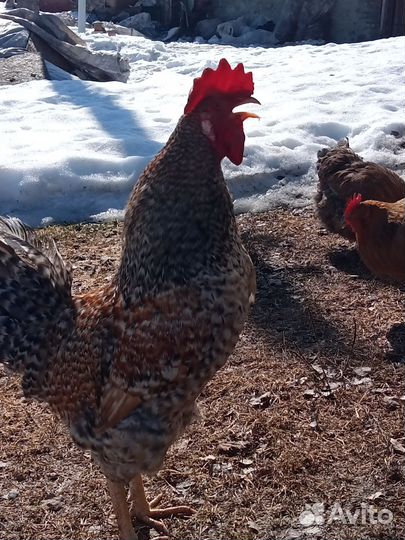 Куры петухи порода Кучинская юбилейная