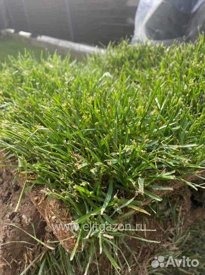 Укладка газона