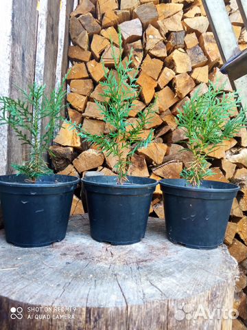 Кипарис пирамидальный