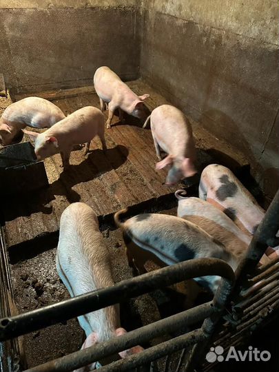 Поросята