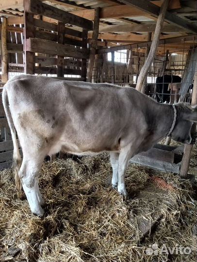 Корова дойная