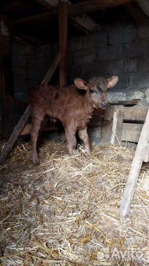 Бычки и телята