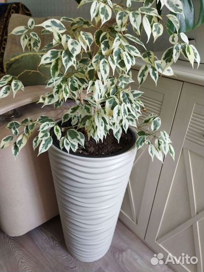 Фикус бенджамина