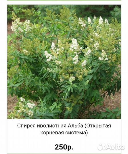 Спирея японская