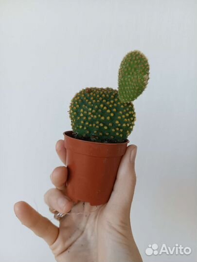 Кактус Опунция. Микки Маус