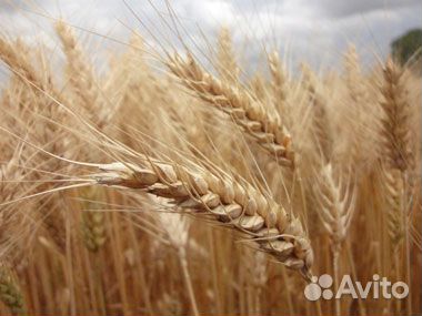 Семена твердой пшеницы