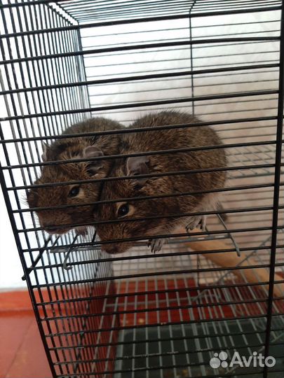 Чилийская белка дегу с клеткой