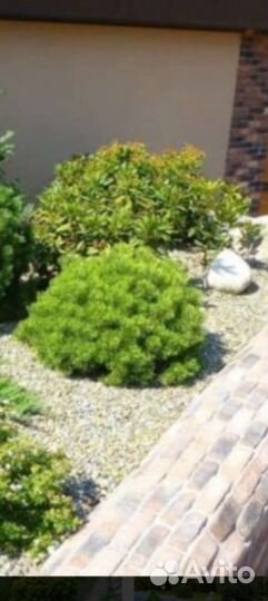 Сосна горная Пумилио