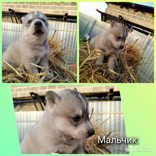 Сибирский хаски