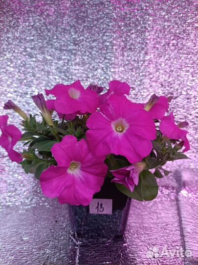 Рассада петунии серия short