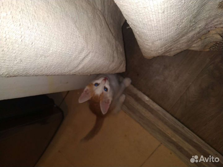 Котята в добрые руки бесплатно