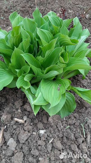 Хоста растение