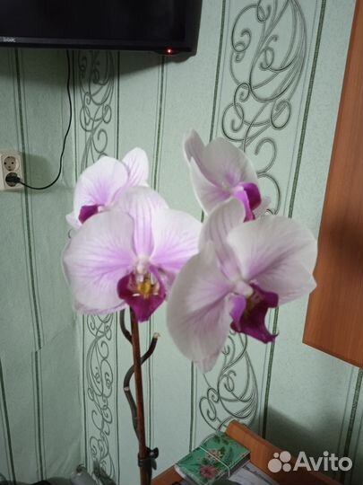Орхидея фаленопсис