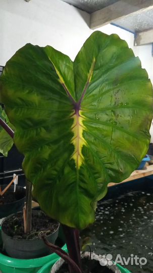 Колоказия Белая Лава