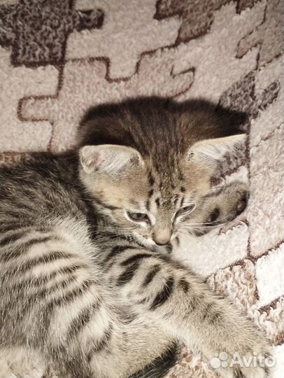 Котëнок в добрые руки