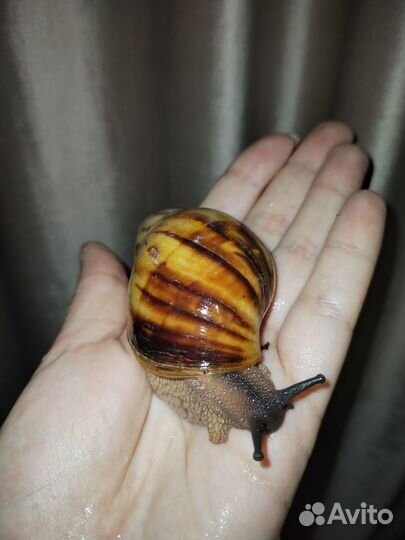Продам улиток архахатин